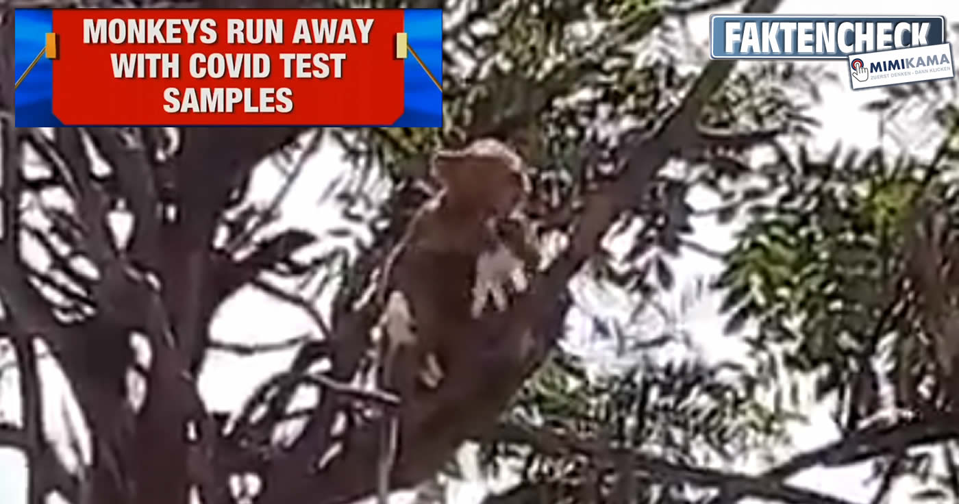 Affen stahlen Corona-Blutproben und flüchten auf Baum