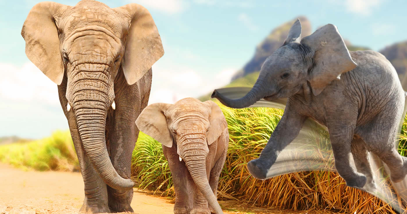 Elefanten-Bild: Ist es Dumbo? Nein, es ist Philipp!