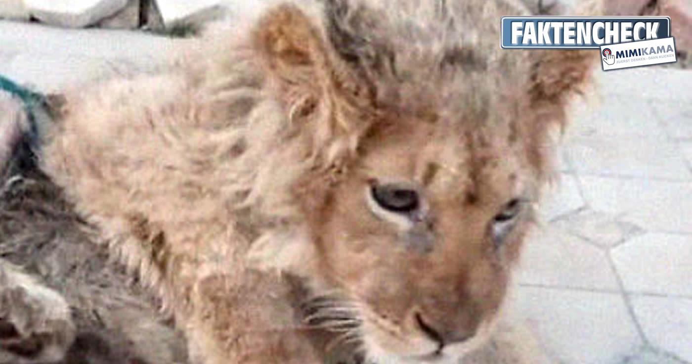 Kein Fake: Fotograf brach Löwen für Fotos die Beine