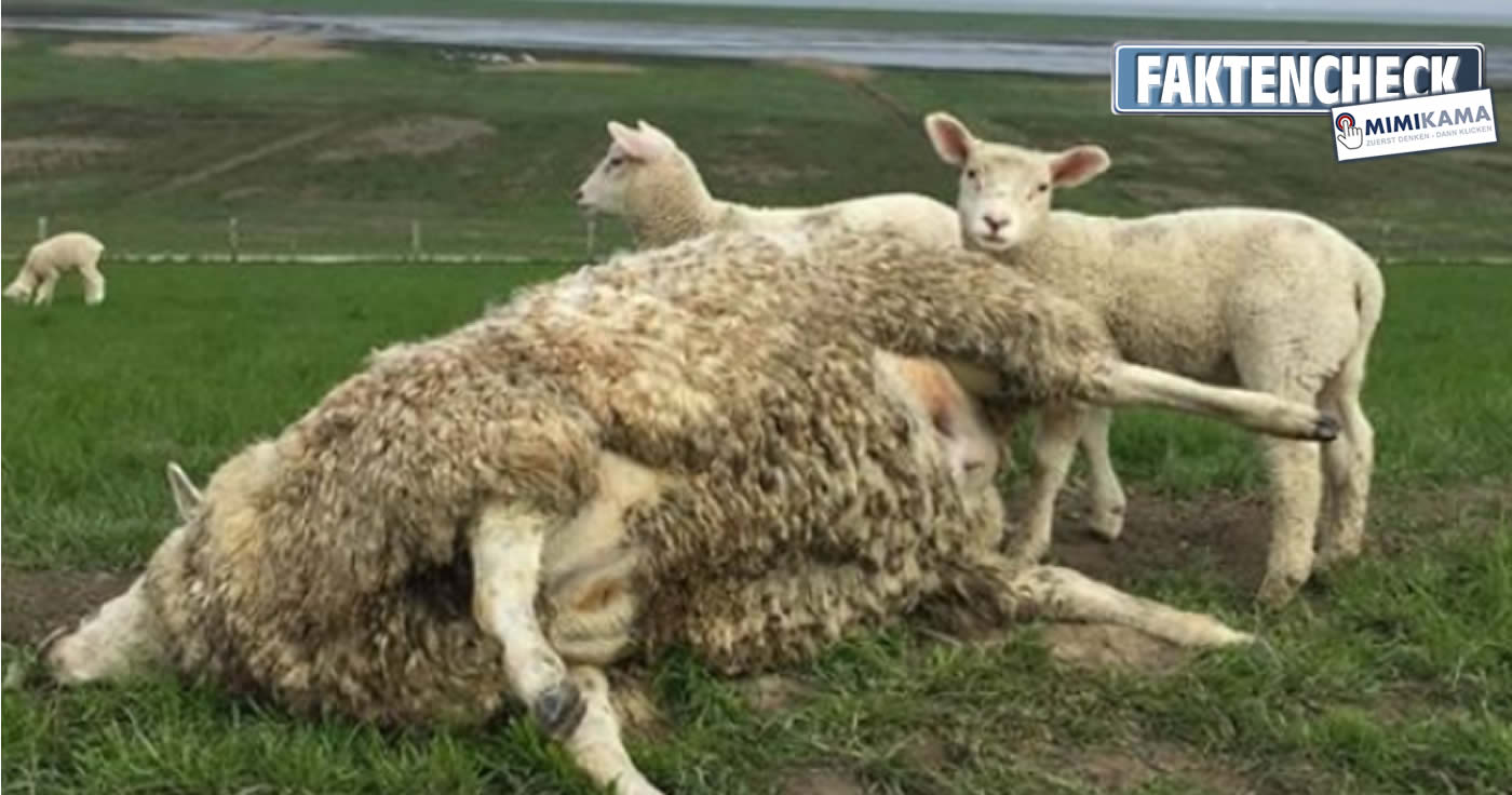 Warum man Schafe schubsen soll. (Faktencheck)
