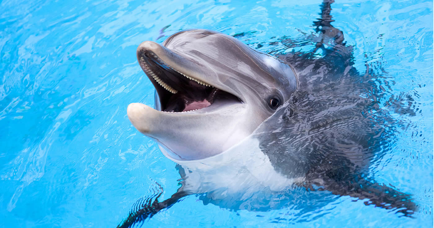 Roboter-Delfine in Wasserparks