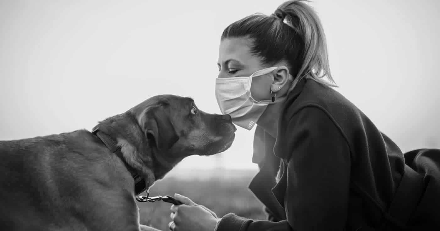 Studie bestätigt: Hunde können Corona-Infektion erschnüffeln