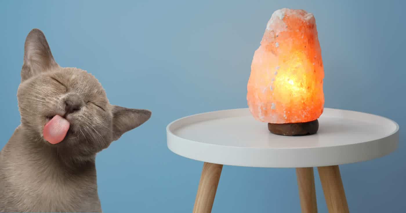 Salzlampen Giftig Für Katzen