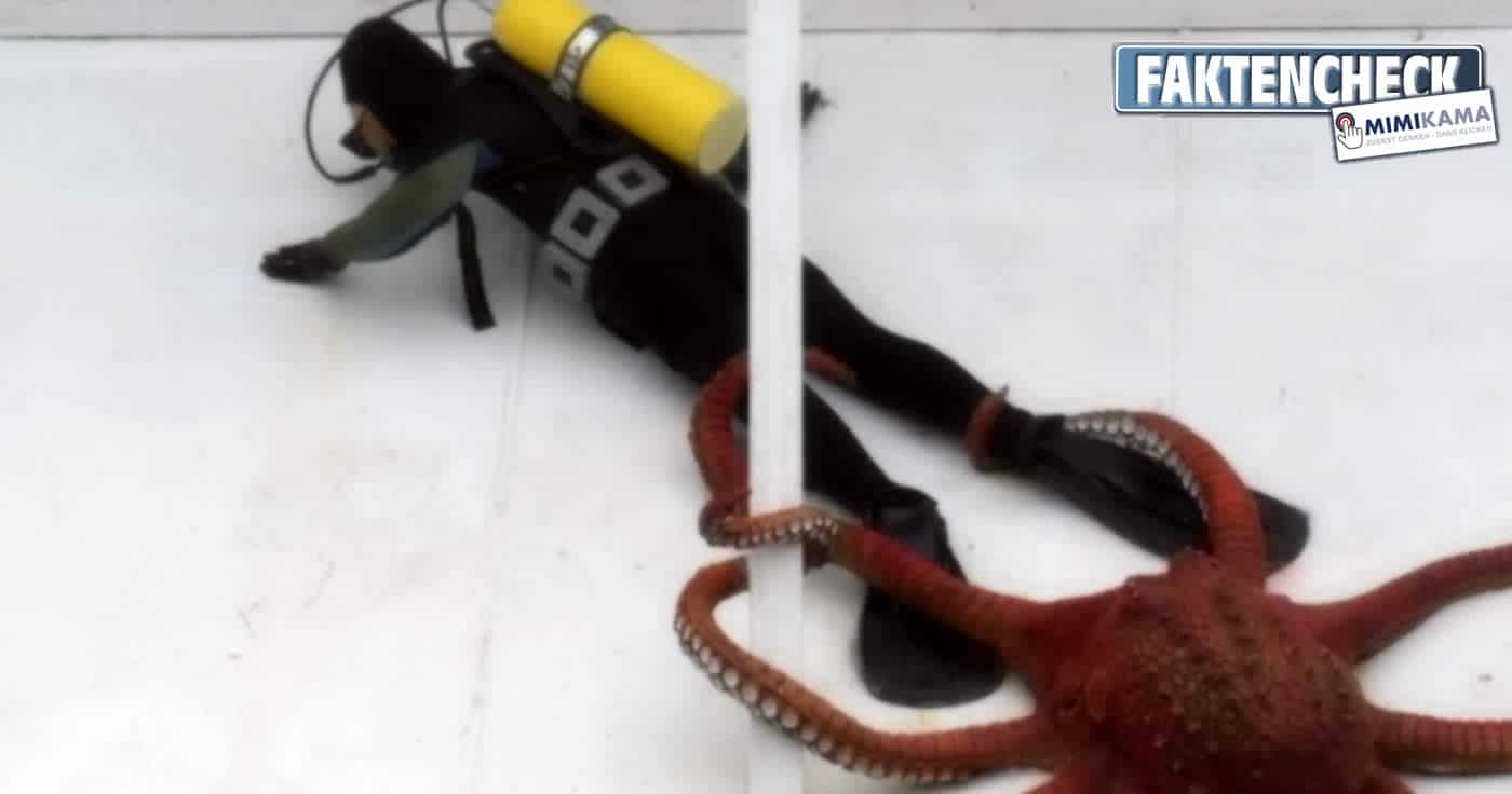 Fake: Oktopus attackiert Taucher - es handelt sich um eine Installation
