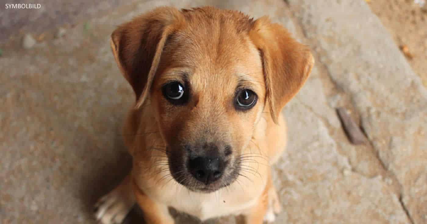 Leider kein Fake: Hund auf Lanzarote zu Tode gequält