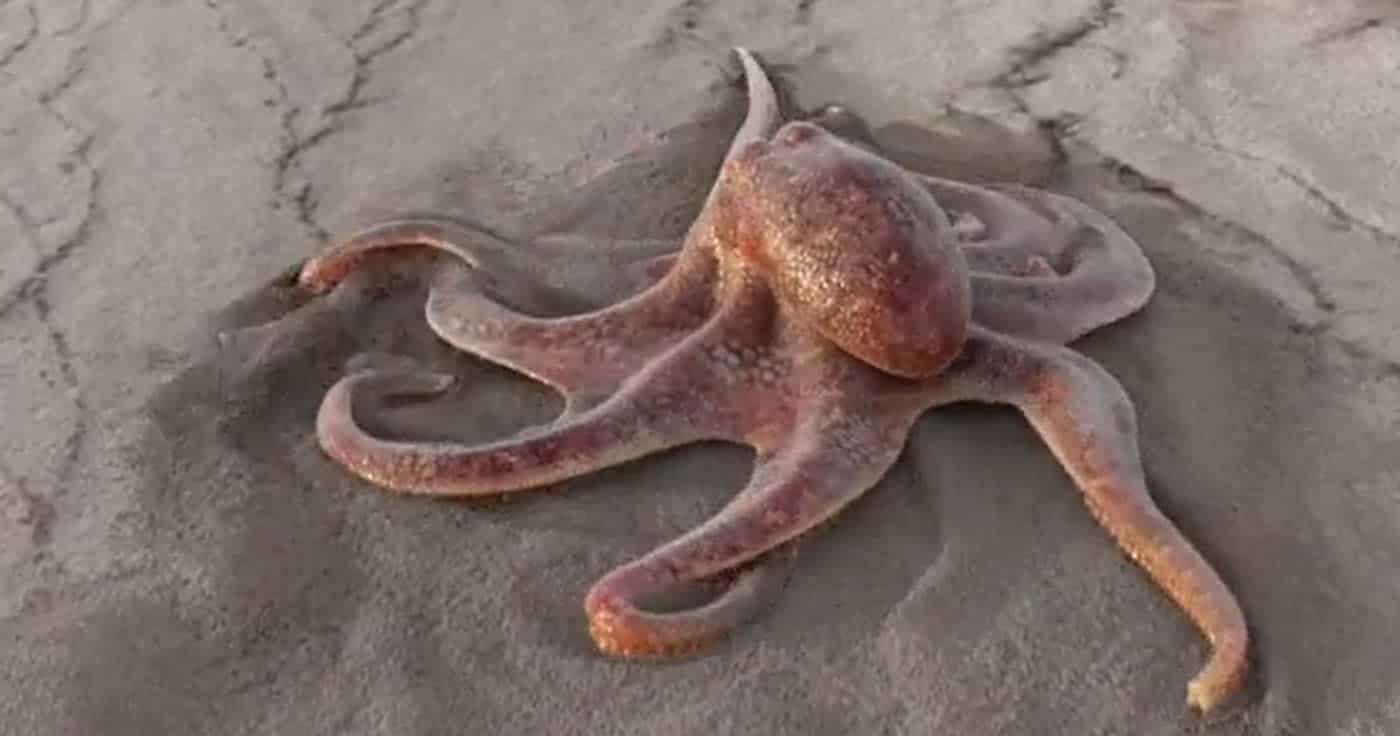 Faktencheck: Ein rennender Oktopus am Strand