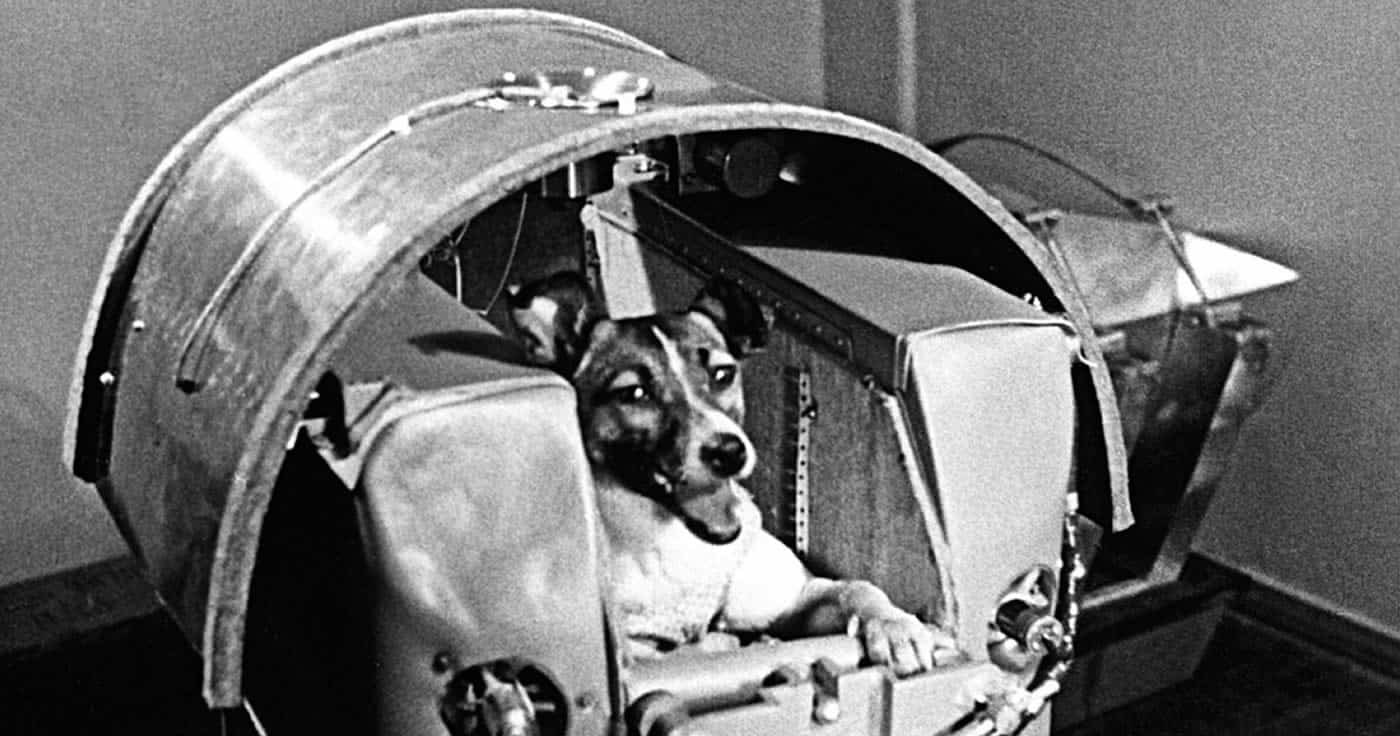 Weltraumhündin Laika starb eines qualvollen Todes (Faktencheck)