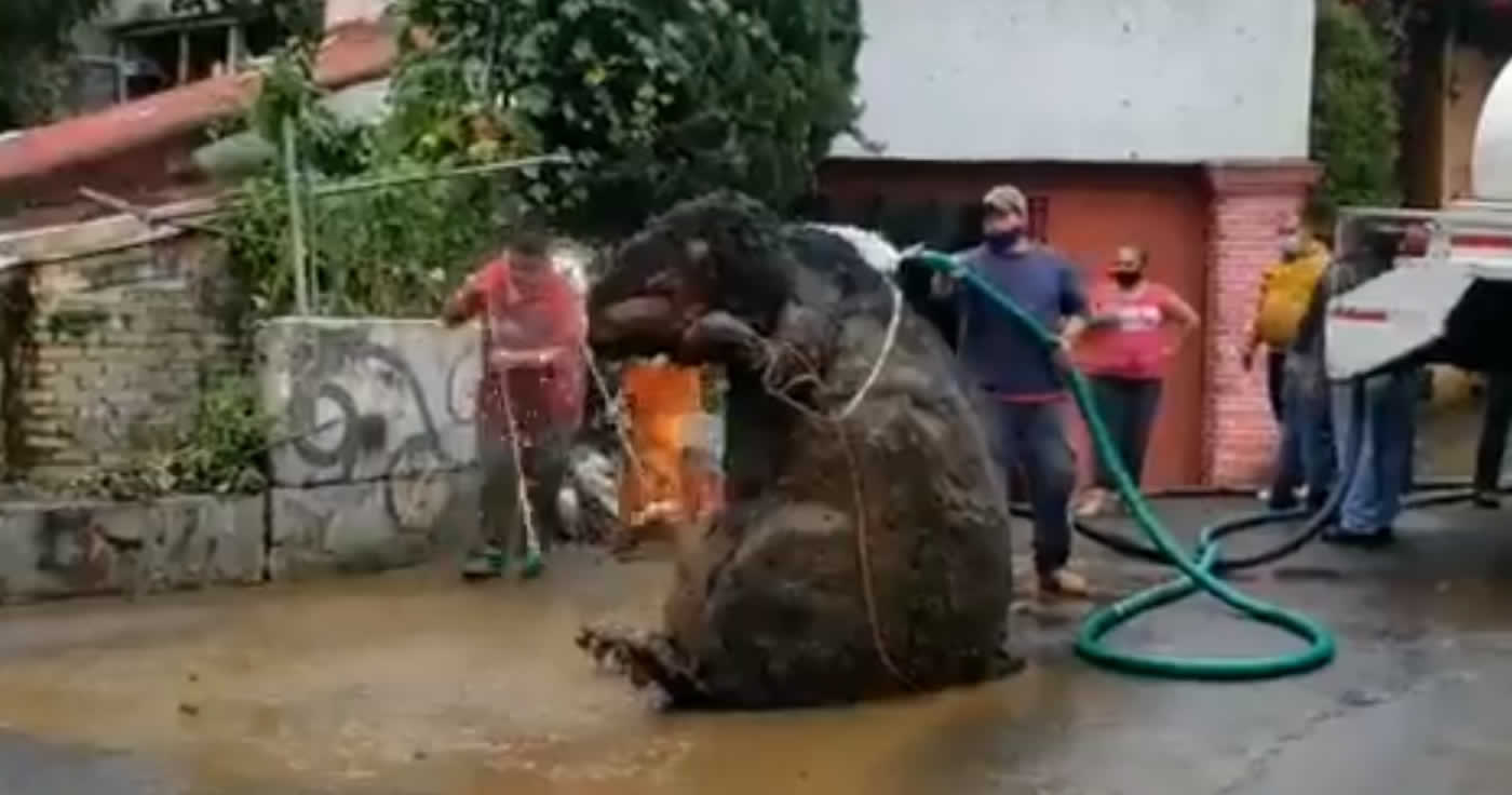 Riesige Ratte in Kanal in Mexico City gefunden?
