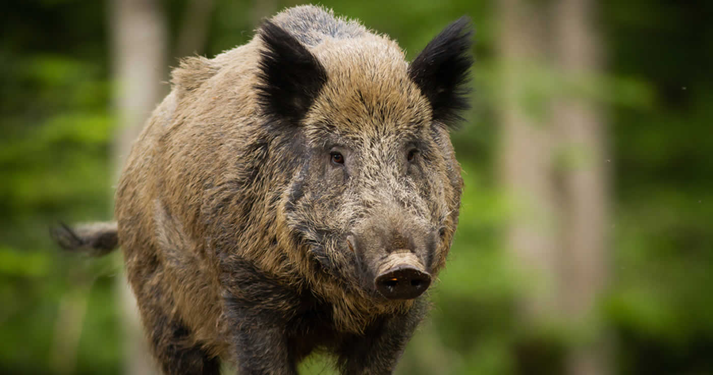 In Brandenburg wurde die Afrikanische Schweinepest nachgewiesen