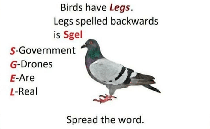 Birds have Legs