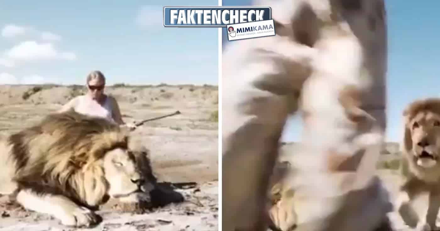 Großwildjäger-Paar von Löwe vor laufender Kamera angegriffen? (Faktencheck)