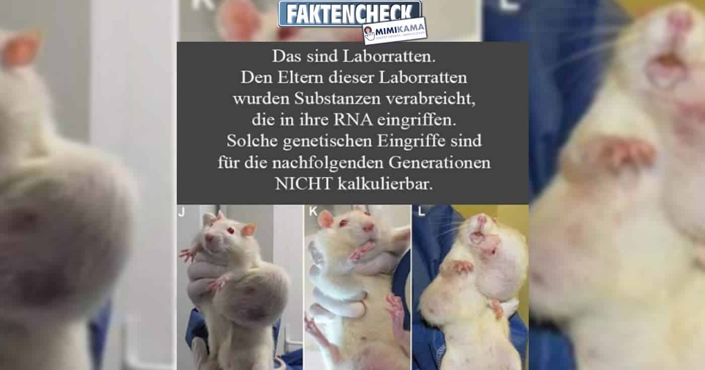 Ratten mit Tumoren wegen mRNA-Impfung? (Faktencheck)