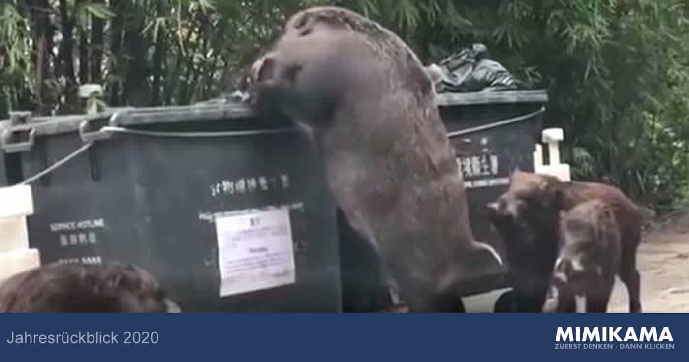Jahresrückblick 2020: "Pigzilla" - der riesige Keiler aus Hongkong
