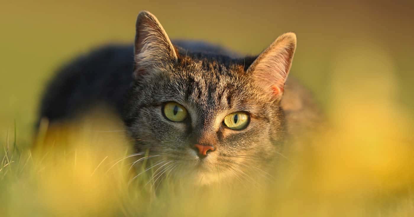Urteil: Luftgewehrschüsse auf Katze keine Tierquälerei - Artikelbild: Shutterstock.com / Von Monika Surzin