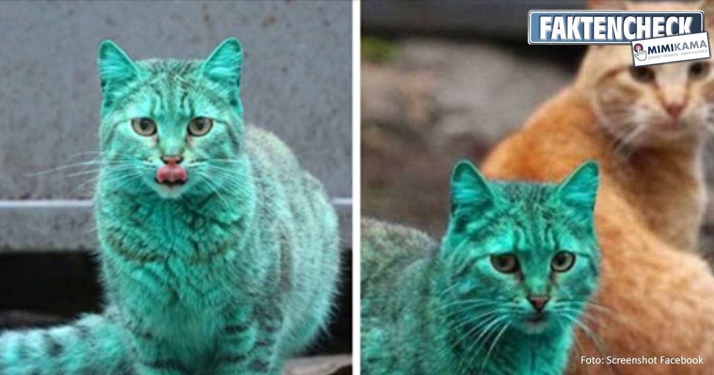 2014 wird eine grüne Katze in Bulgarien gefunden - Artikelbild: Screenshot Facebook
