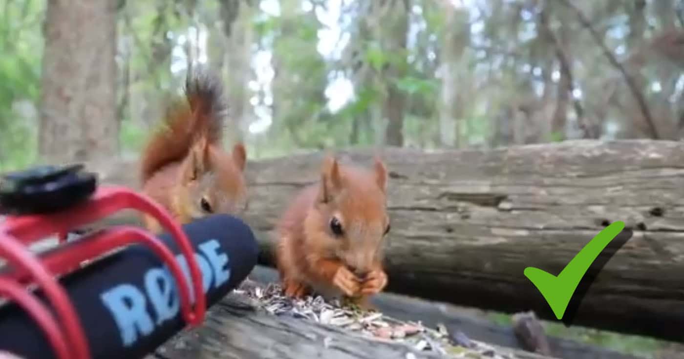 Eichhörnchenbabies: So wird dein Montag gerettet!