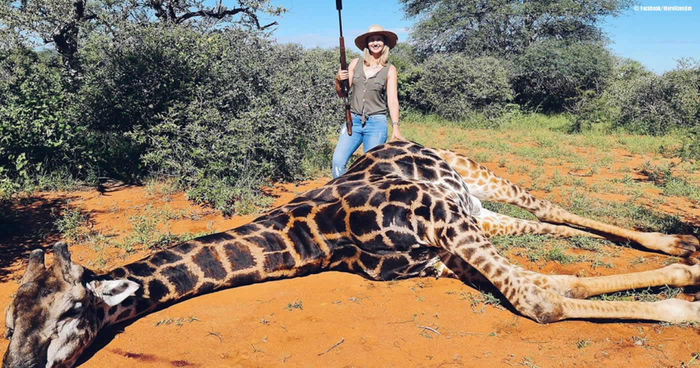 Jägerin prahlt mit Giraffenherz im Internet