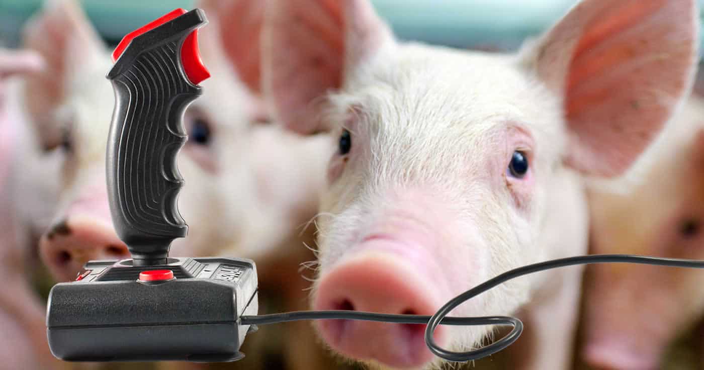 Gamer aufgepasst: Schweine können mit dem Joystick spielen!