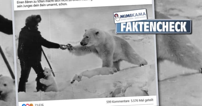 Mann füttert Eisbärenmutter aus der Hand (Faktencheck)