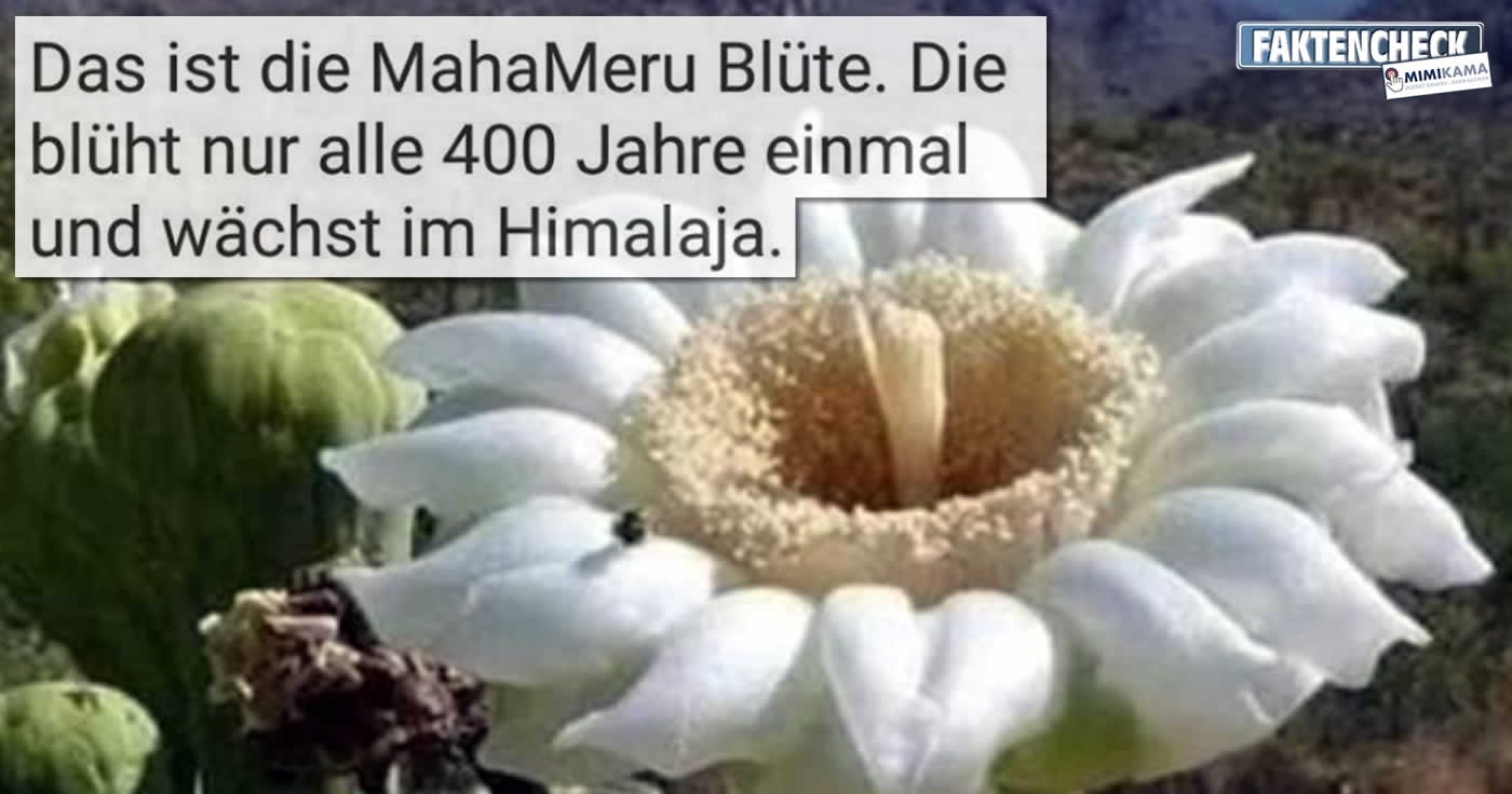 „Das ist die MahaMeru Blüte. Die blüht nur alle 400 Jahre einmal und wächst im Himalaja. Unsere Generation hat das Glück sie zu sehen. Leitet es weiter so dass andere sich auch daran erfreuen.“
