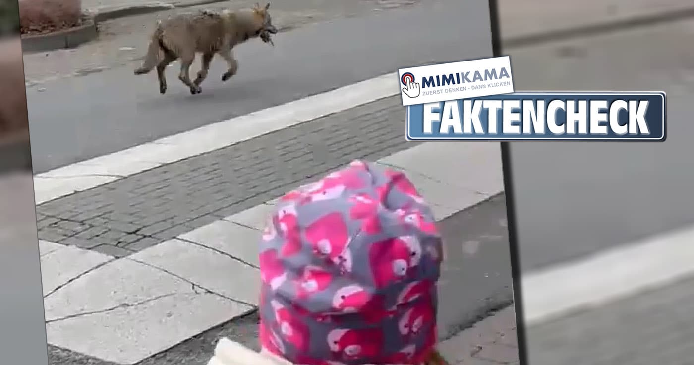 Wolf läuft durch Innenstadt: Fake?