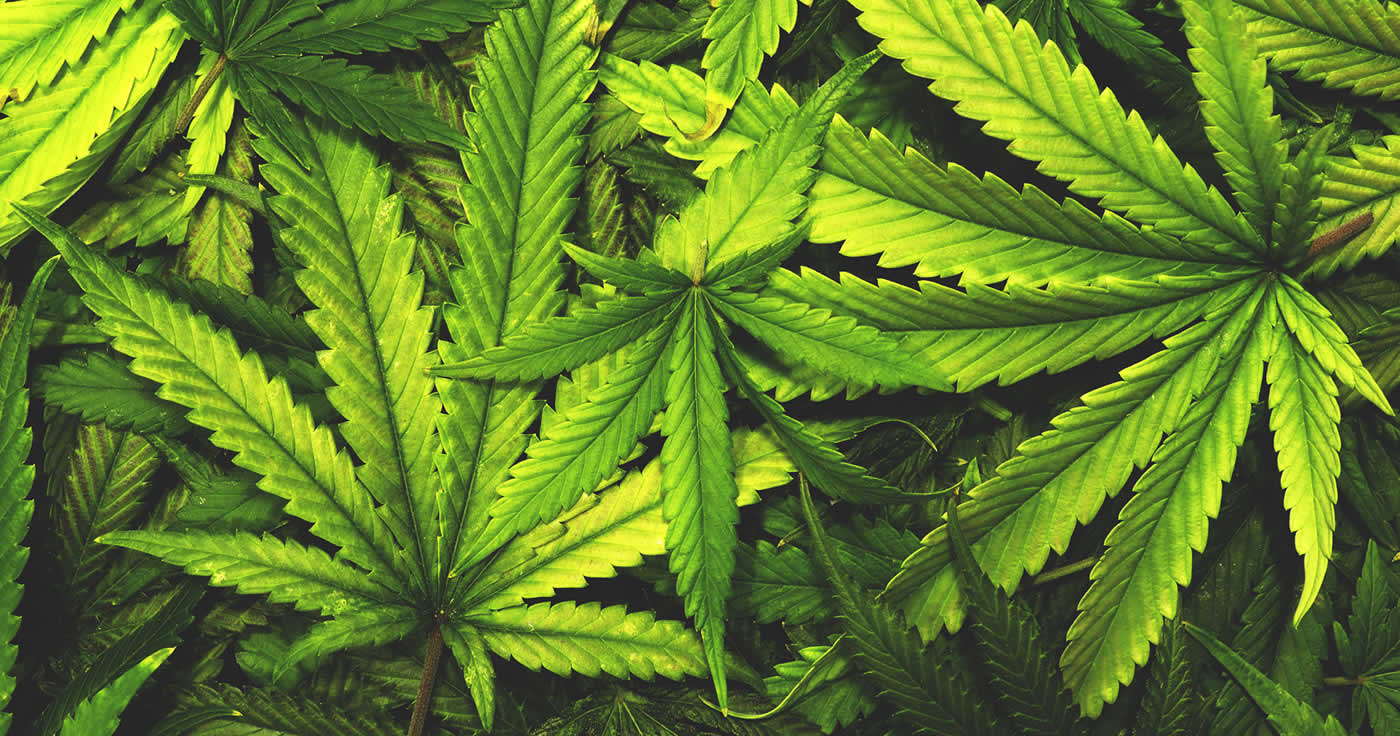 War­nung vor Can­na­bis­pro­duk­ten mit syn­the­ti­schen Can­na­bi­noiden