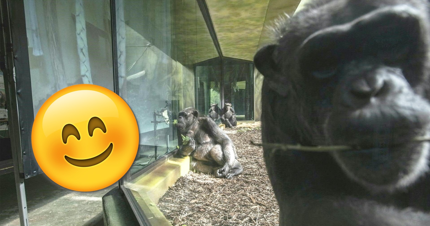 Tschechischer Zoo veranstaltete "Zoom-Partys" für Schimpansen