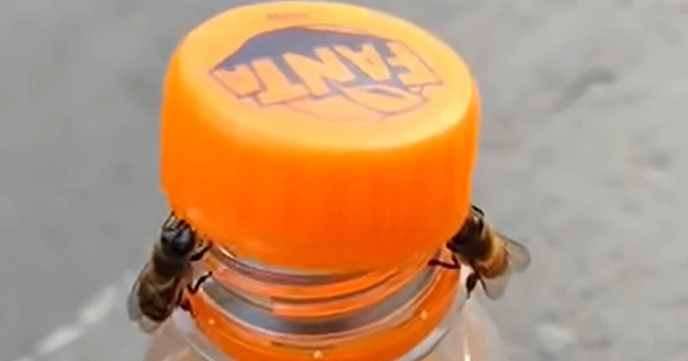 Öffnen zwei Bienen hier den Drehverschluss einer Flasche?