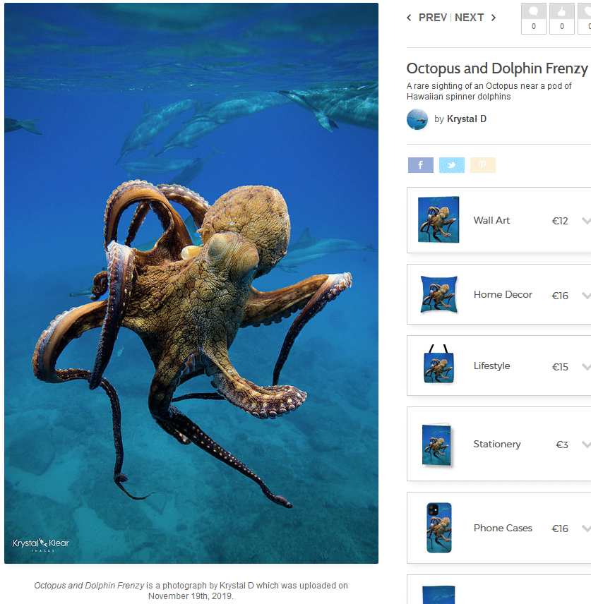 Das echte Oktopus-Foto