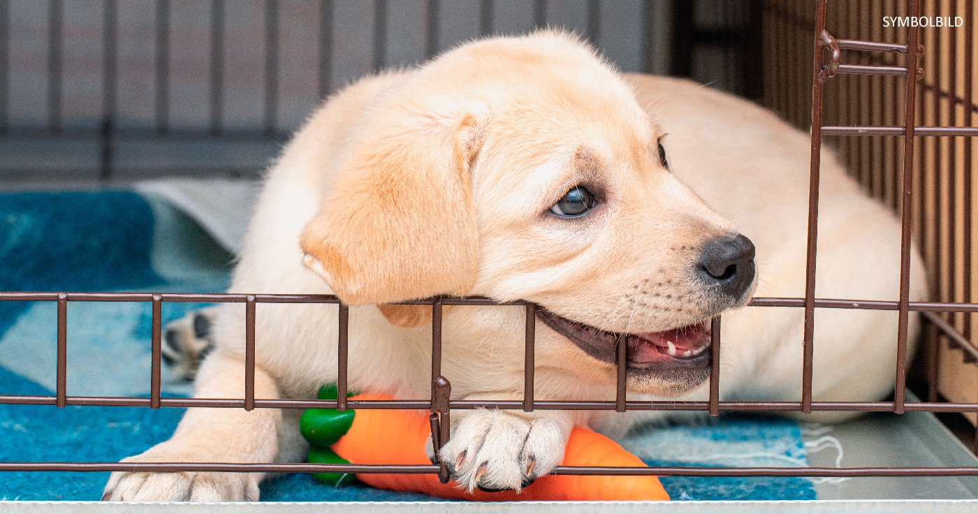Betrüger erbeuten mehrere Hundert Euro mit fingiertem Online-Hundeverkauf