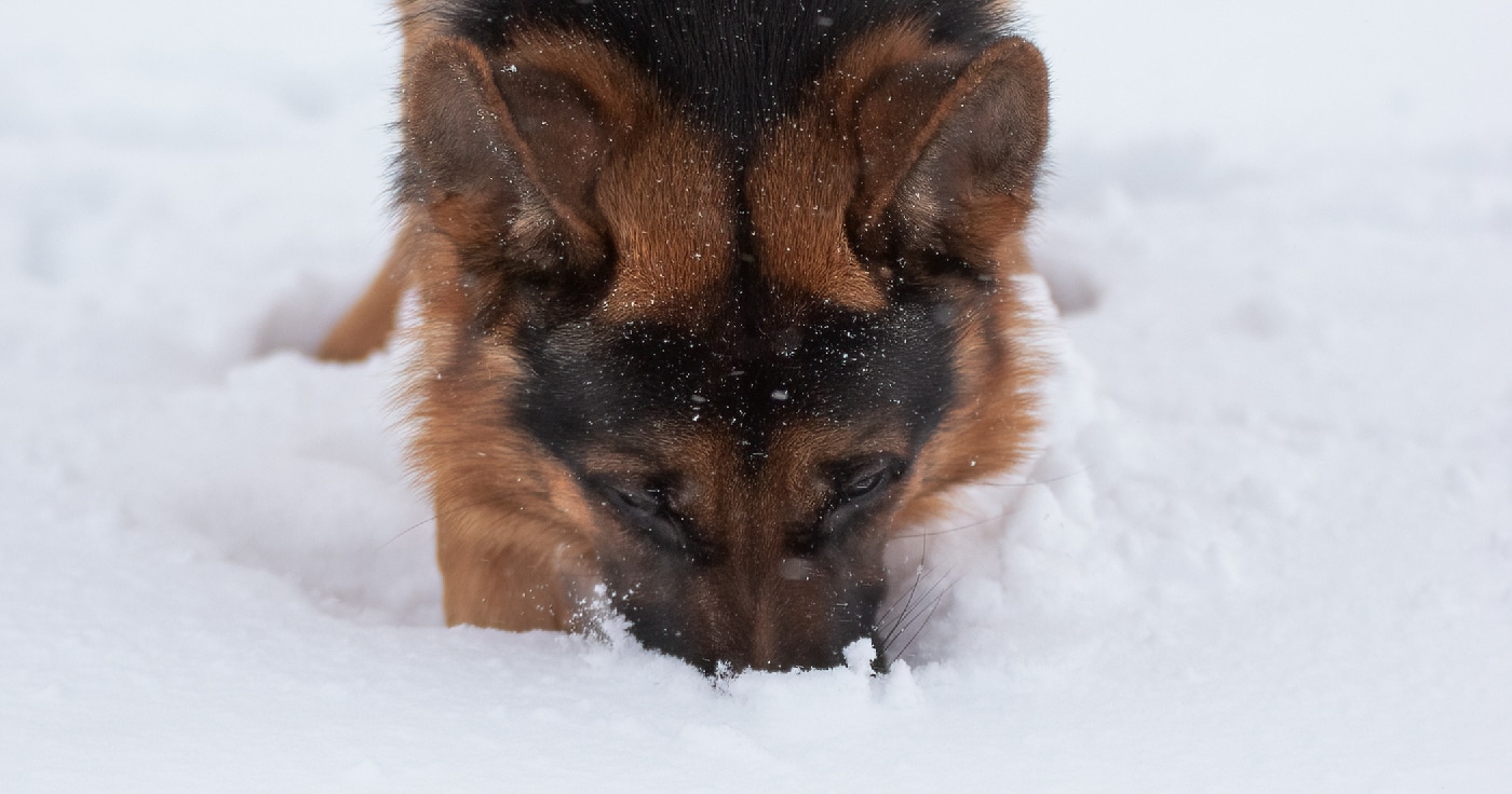 Schnee-Gastritis, wenn Hunde zu viel Schnee fressen?