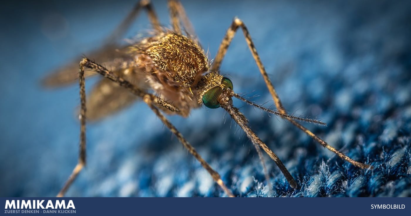 Keine (Impf-)Mücken auf Island?!