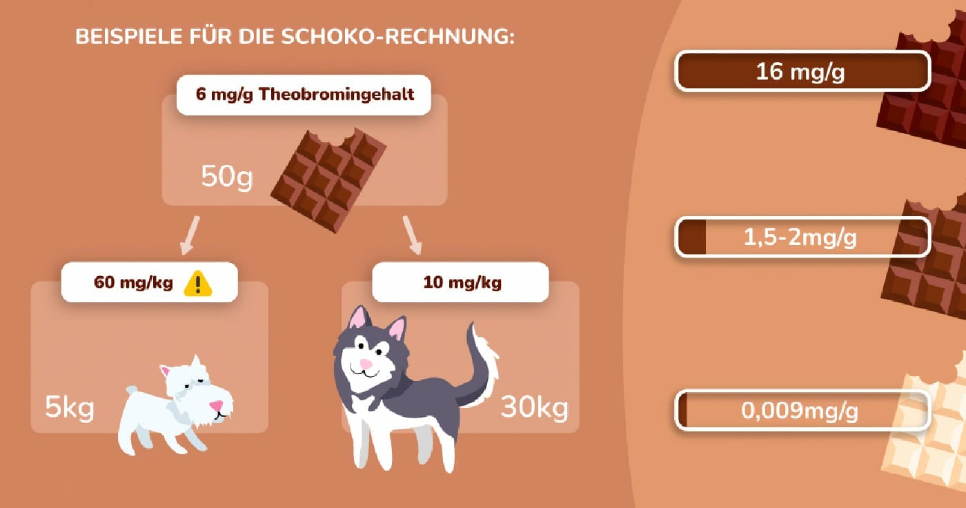 Schokolade gefährlich für Hunde? Grafik: felmo.de