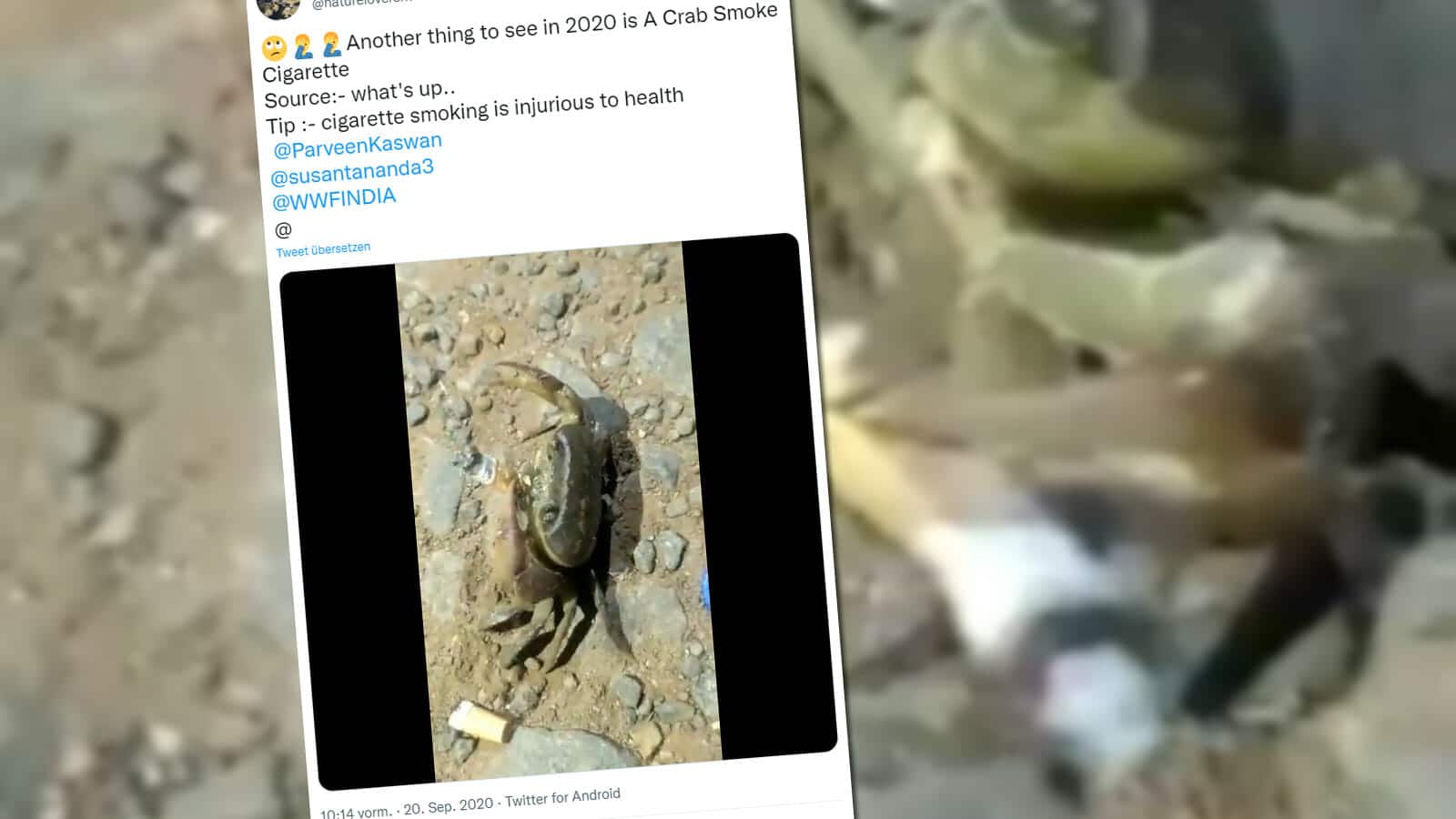 Video einer rauchenden Krabbe / Screenshot Twitter/@natureloversrk