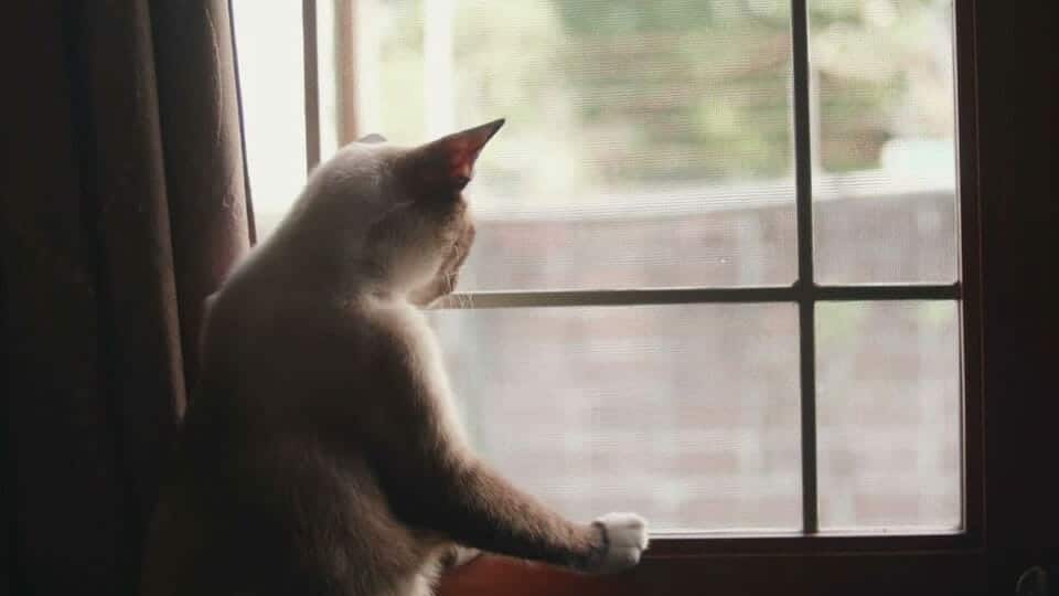 Katze am Fenster / Artikelbild: Glomex