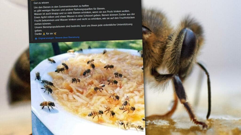 Bienenrettung / Artikelbild: Unsplash, Screenshot Facebook