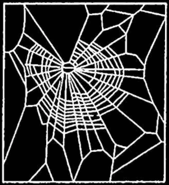 Das Netz einer Marihuana-Spinne