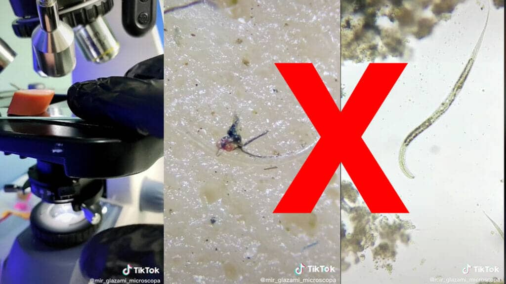 Fake: TikTok-Video eines Hot Dogs unter dem Mikroskop mit Insekten und Würmern