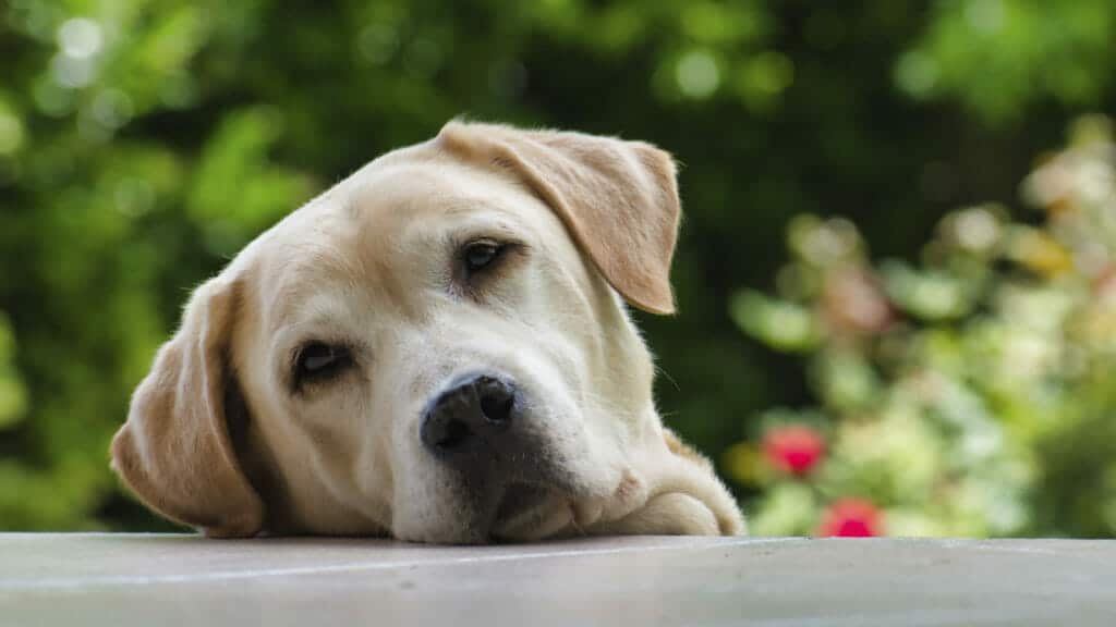 Lasst eure Hunde bitte bei hohen Temperaturen einfach Hund sein! / Artikelbild: Unsplash