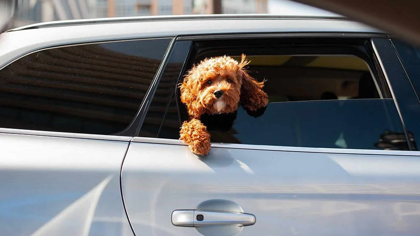 Symbolbild: Hund im Fahrzeug eingesperrt