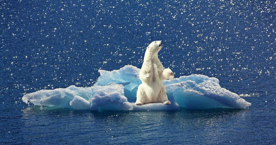 Klimaneutralität in der Werbung führt Verbraucher in die Irre. Auf dem Foto sitzt ein einsamer Eisbär auf einem schmelzenden Eisberg.Bild: Pixabay