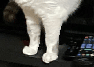 Die Pixelbeine der Katze