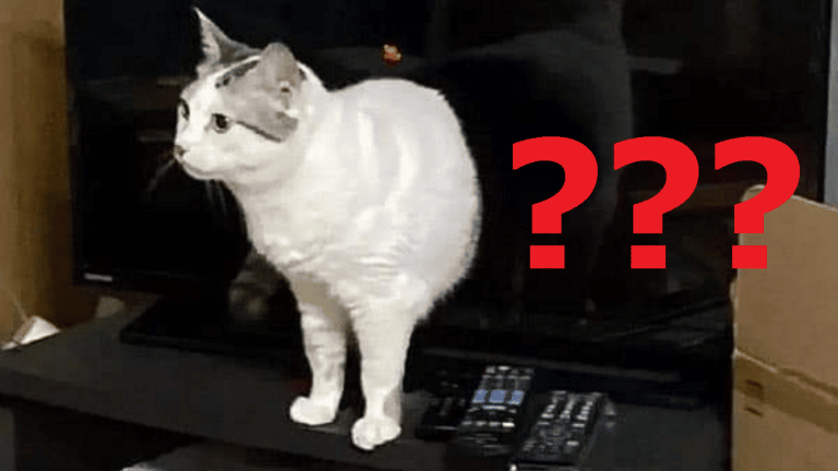 The Miau-Ring – Die Katze, die aus dem Fernseher kriecht